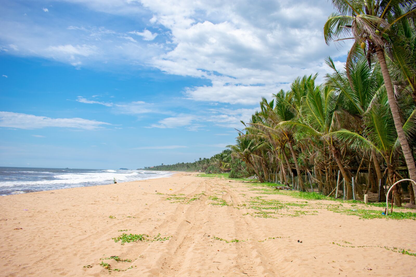 Nikon D3400 sample photo. Sri lanka, exotic, nature photography