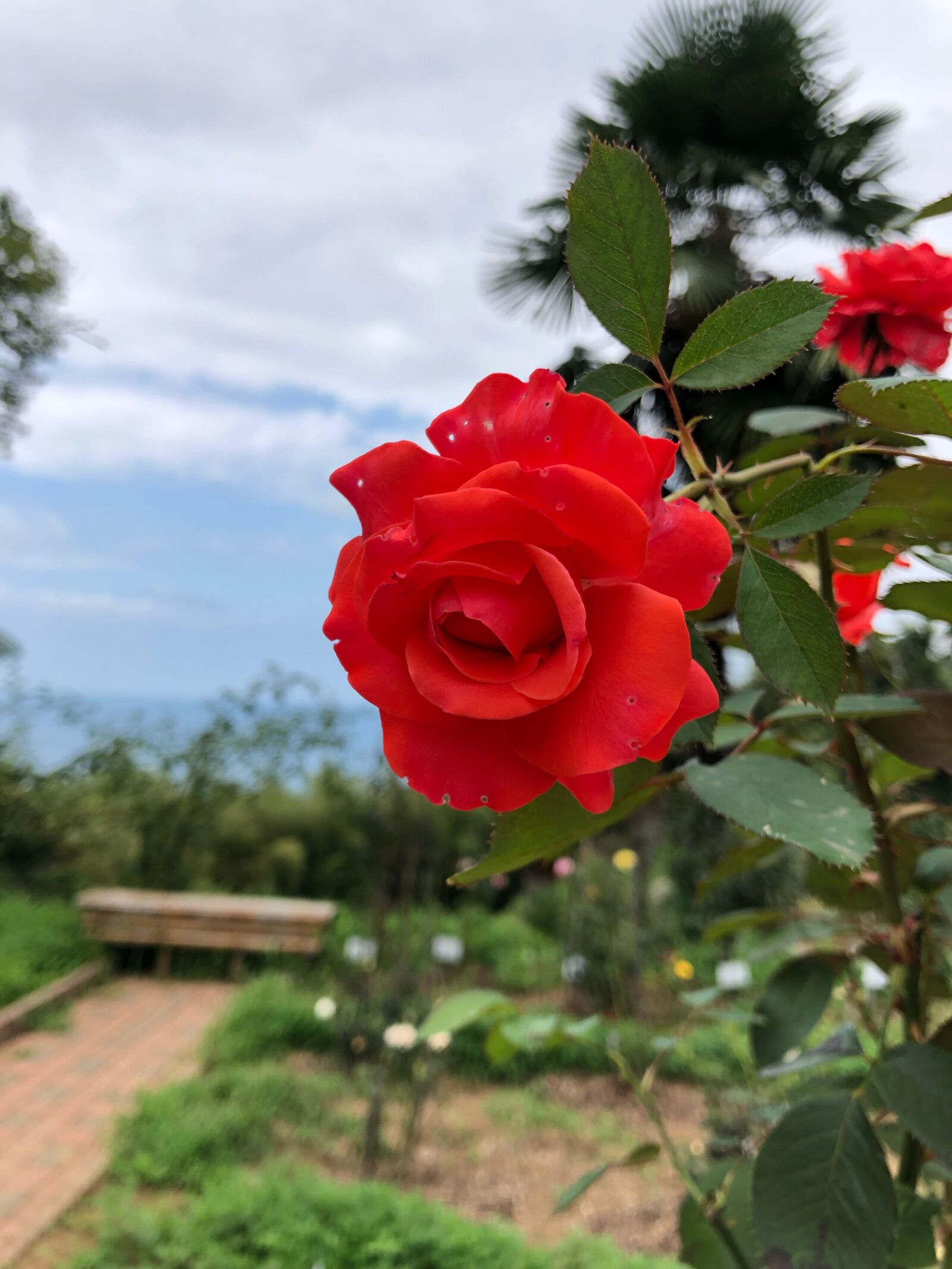 Apple iPhone X sample photo. Rose, word, red photography