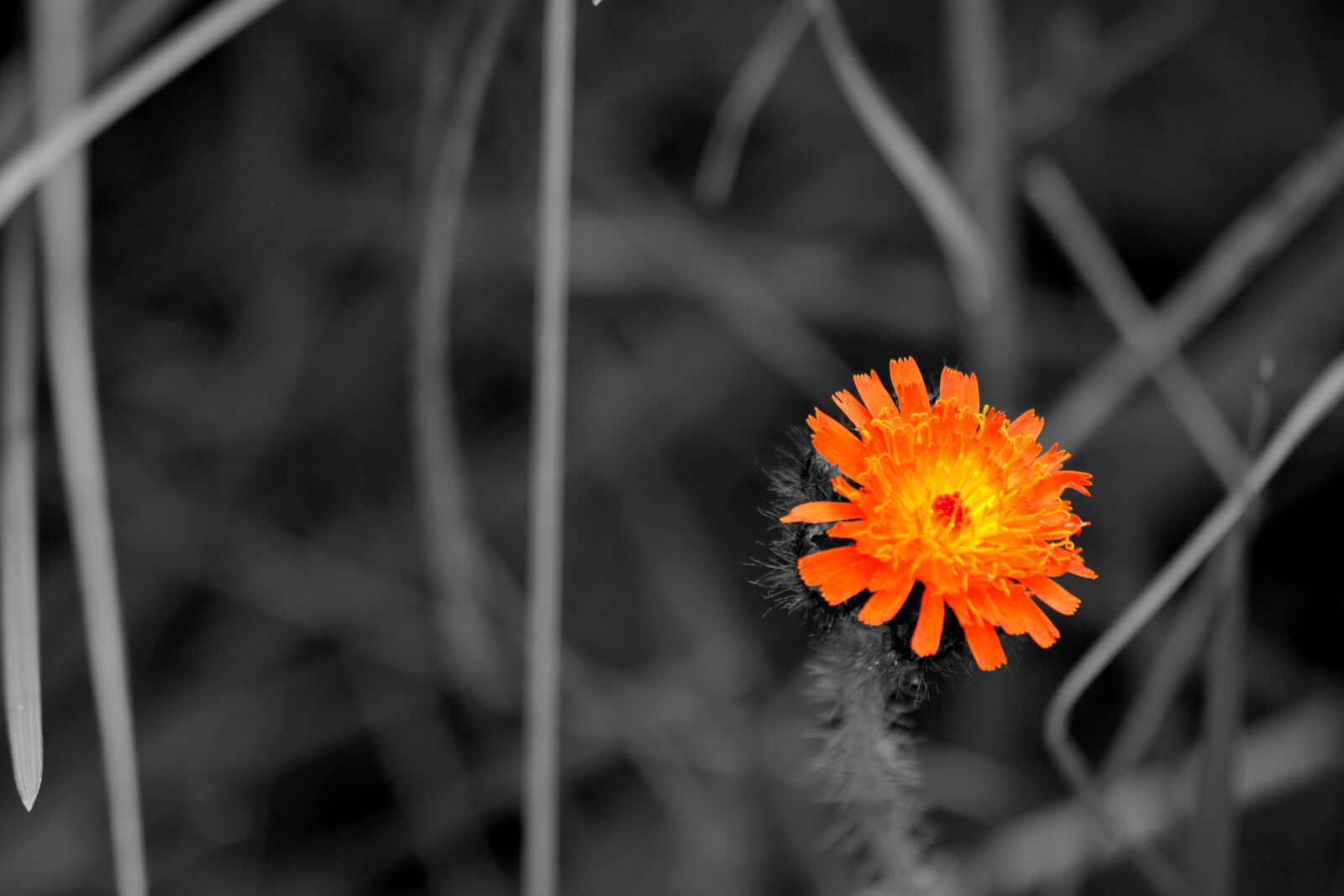 Nikon D3300 sample photo. Flower, colors, nature photography