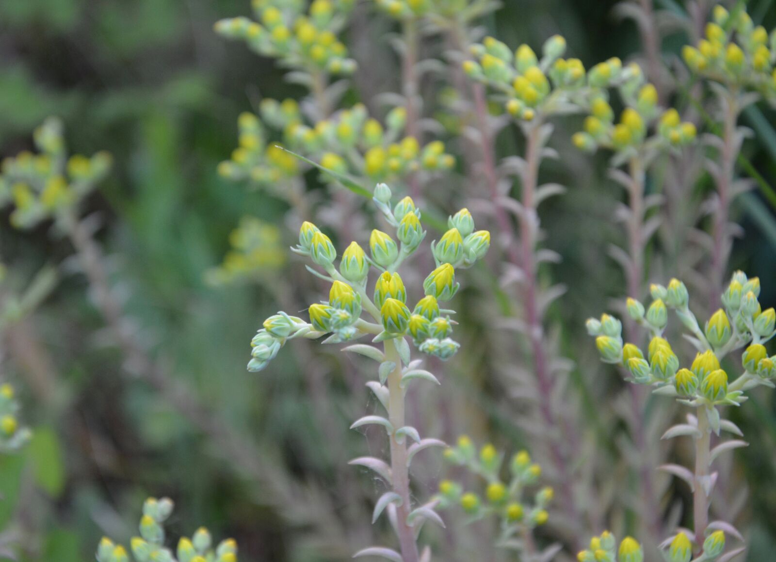 Nikon D5200 sample photo. Flowers, flower, bush photography