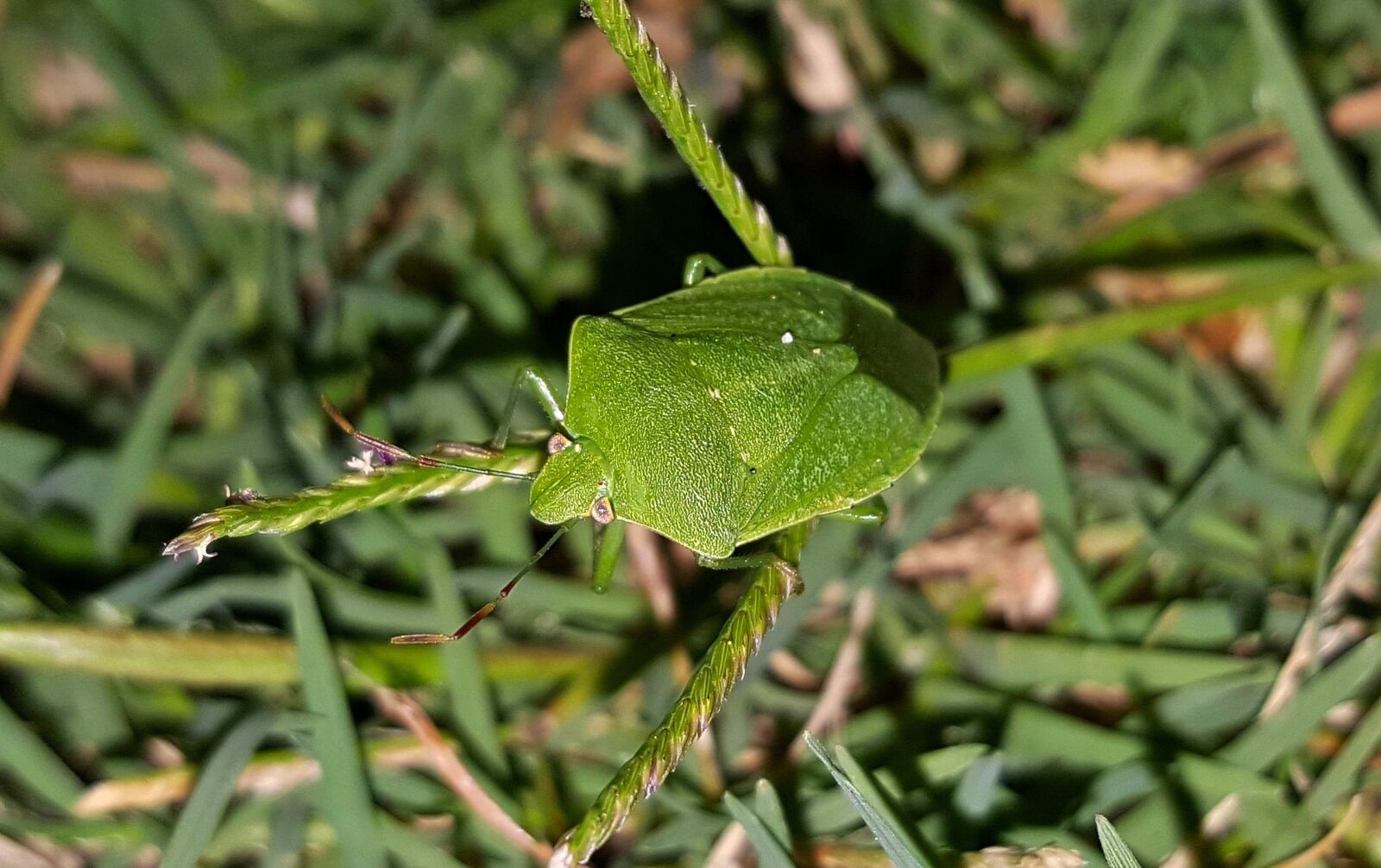 Samsung Galaxy Note5 sample photo. Bug, stink bug, green photography