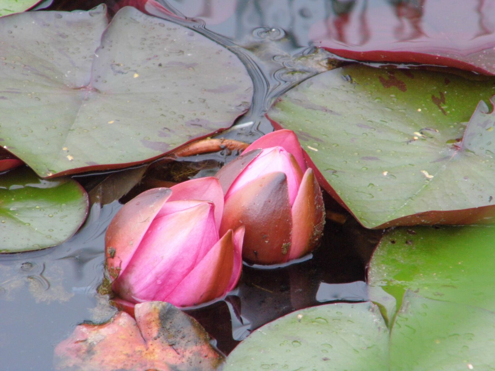Benq GH600 sample photo. Water lily, pink flower photography