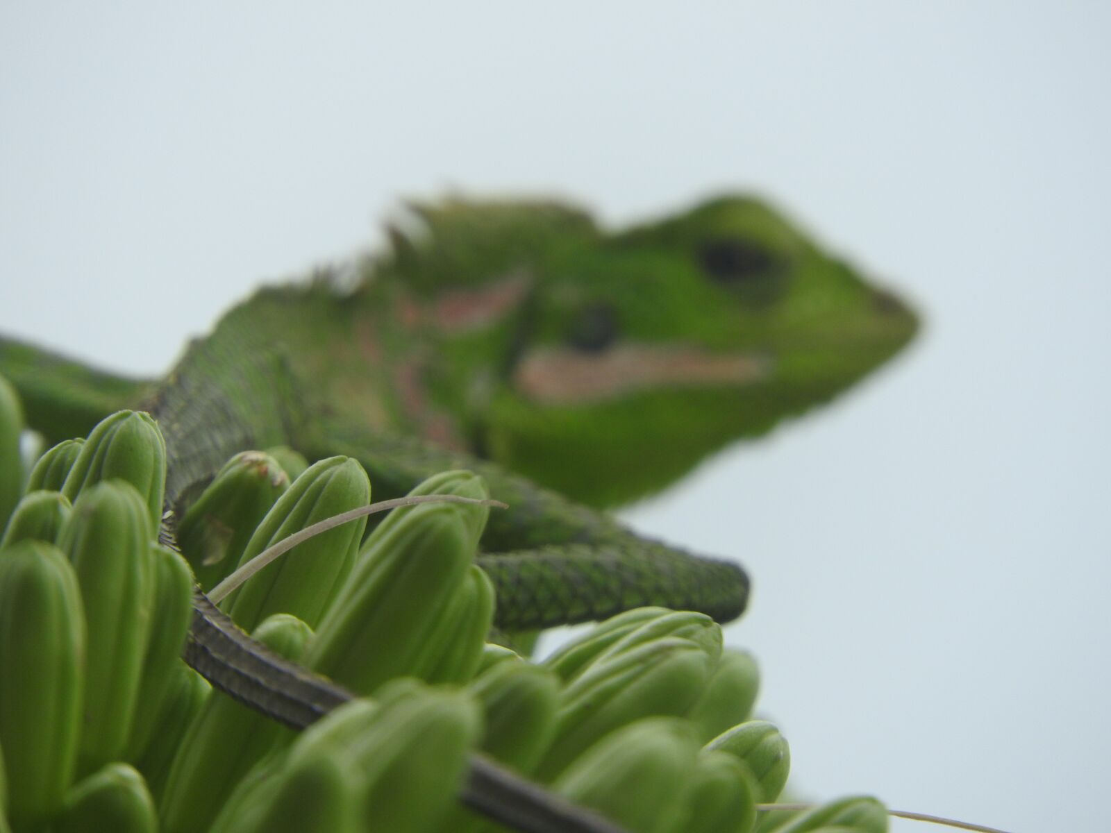 Nikon Coolpix P610 sample photo. Indonesian, chameleon, green photography