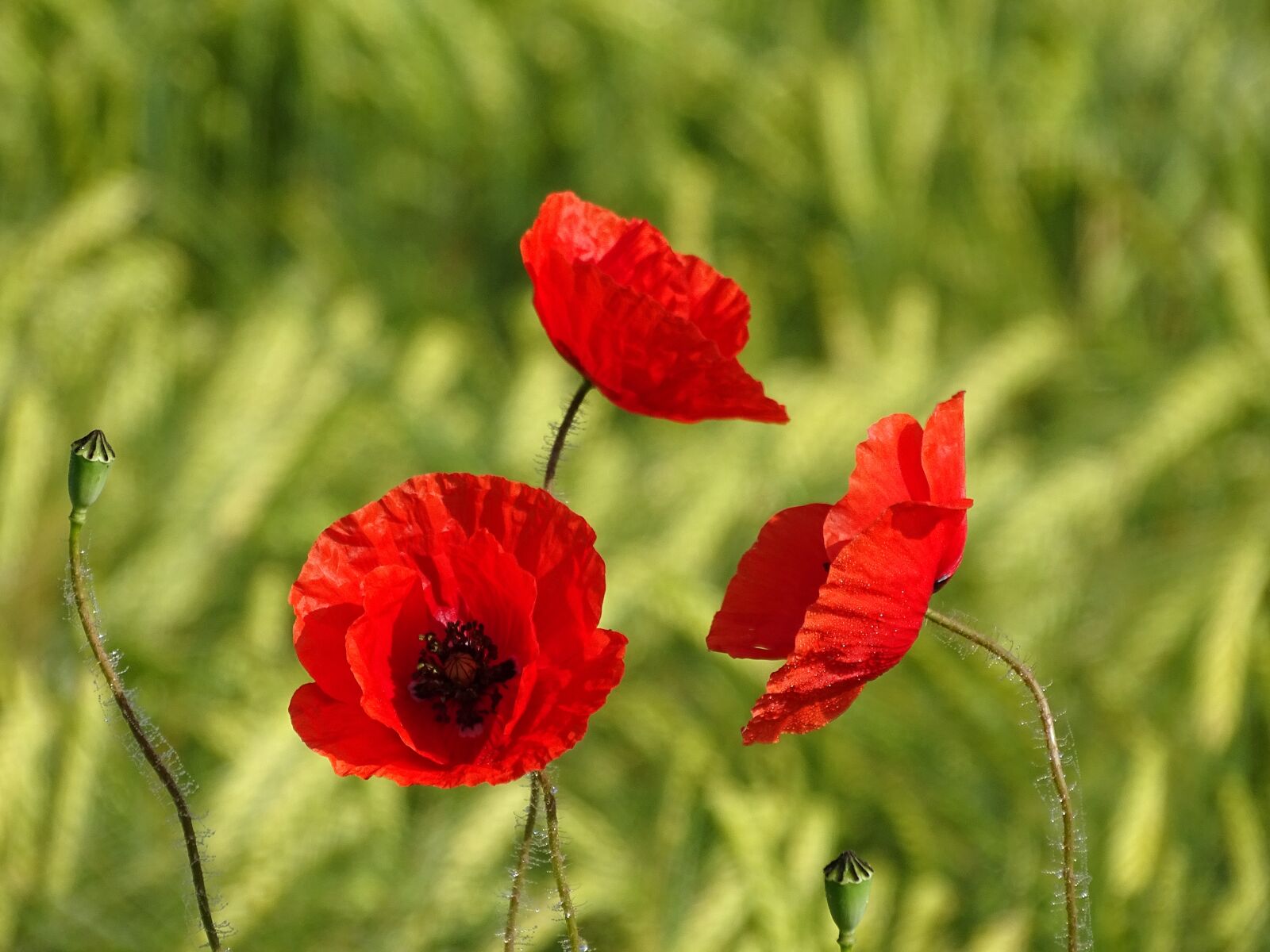 Sony Cyber-shot DSC-HX400V sample photo. Oberschönenfeld, cornfield, poppy photography