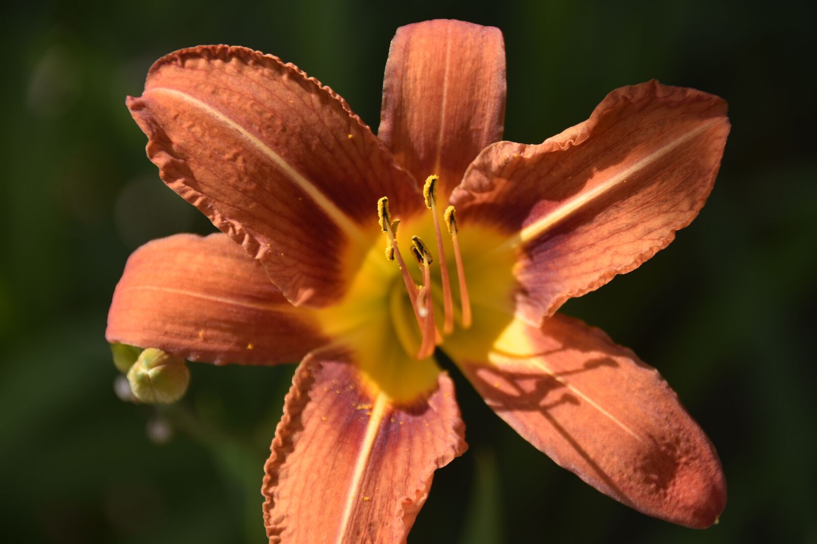 Nikon D5600 sample photo. Flower, fleur de lis photography