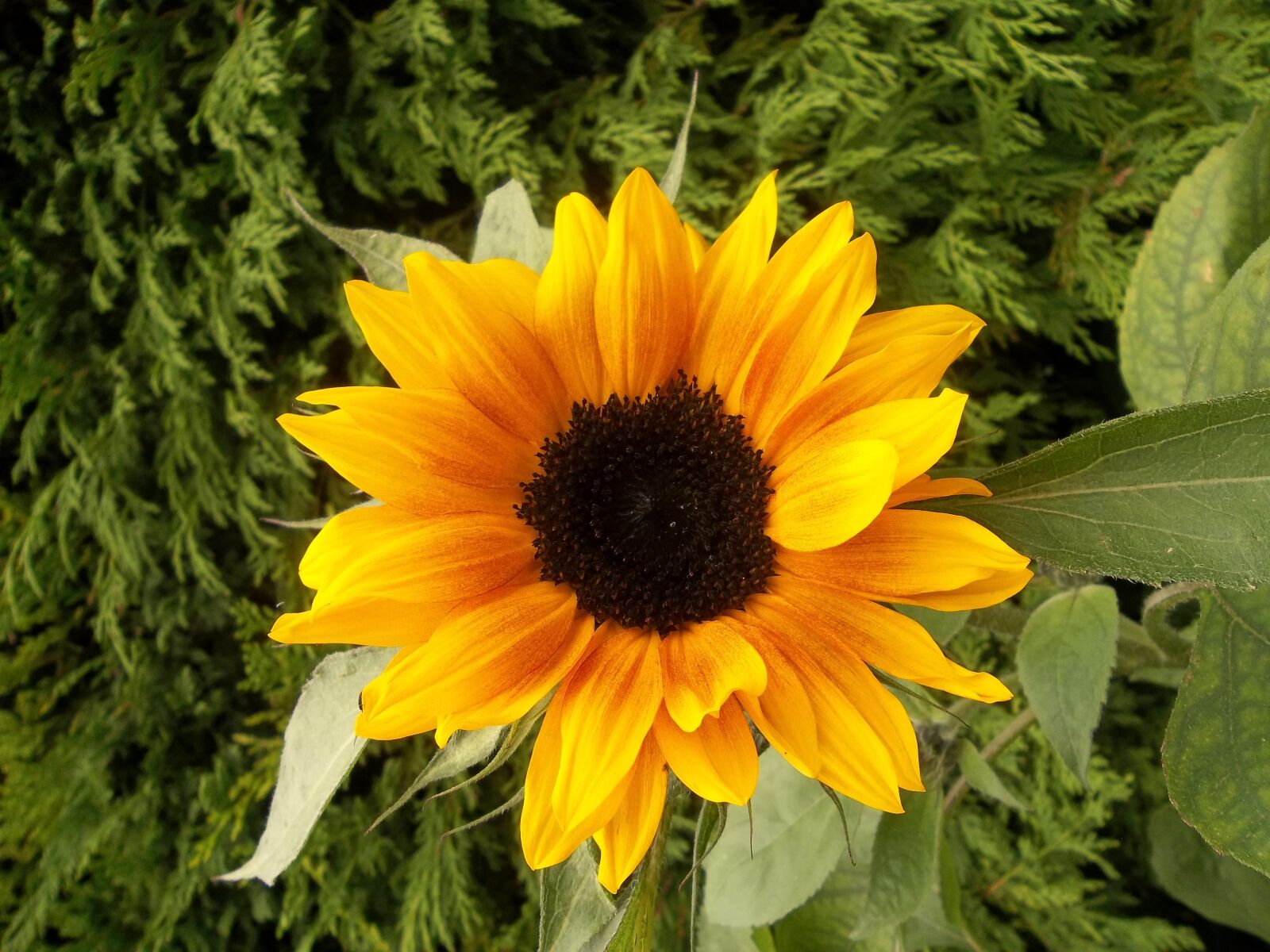 Kodak EASYSHARE CAMERA, M23 sample photo. Sunflower, garden, flowers photography