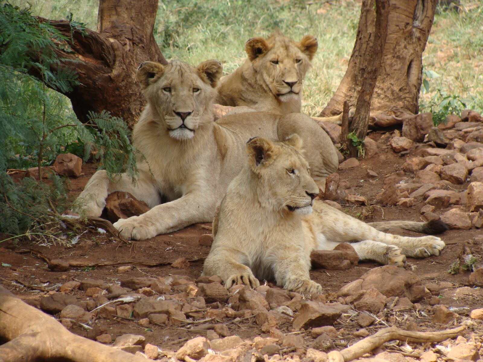 Sony Cyber-shot DSC-H10 sample photo. Lions, females, predator photography