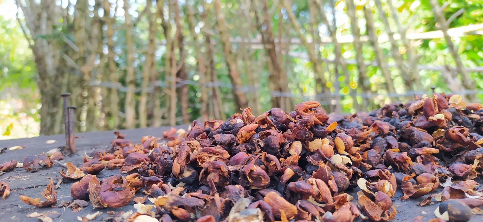 Xiaomi Redmi Note 8 sample photo. Ferchok, caldas, pcc photography