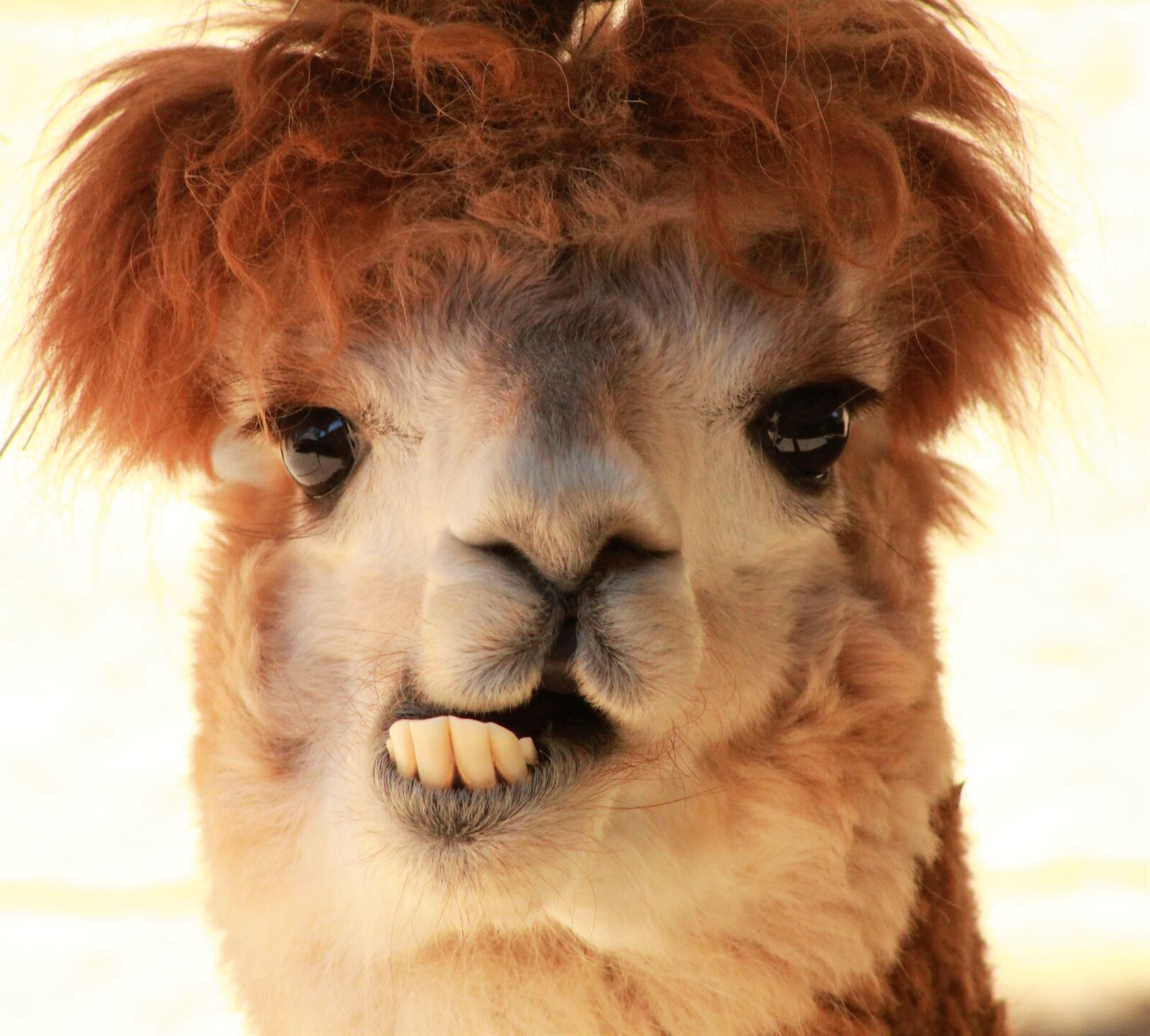 Canon EF75-300mm f/4-5.6 sample photo. Animal, ma, mammal photography
