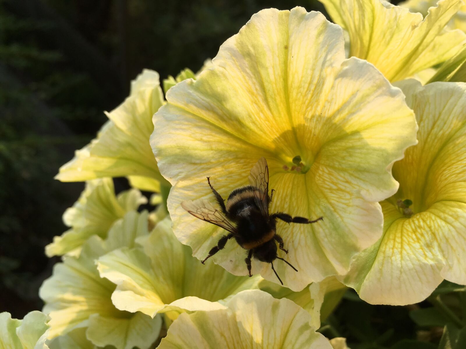 Apple iPhone 6s sample photo. Mini petunia, hummel, yellow photography