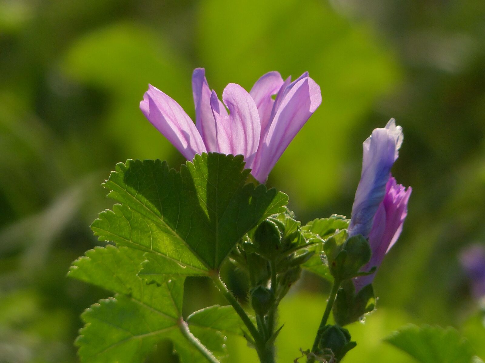 Panasonic Lumix DMC-FZ200 sample photo. Wild flower, flower, lilac photography