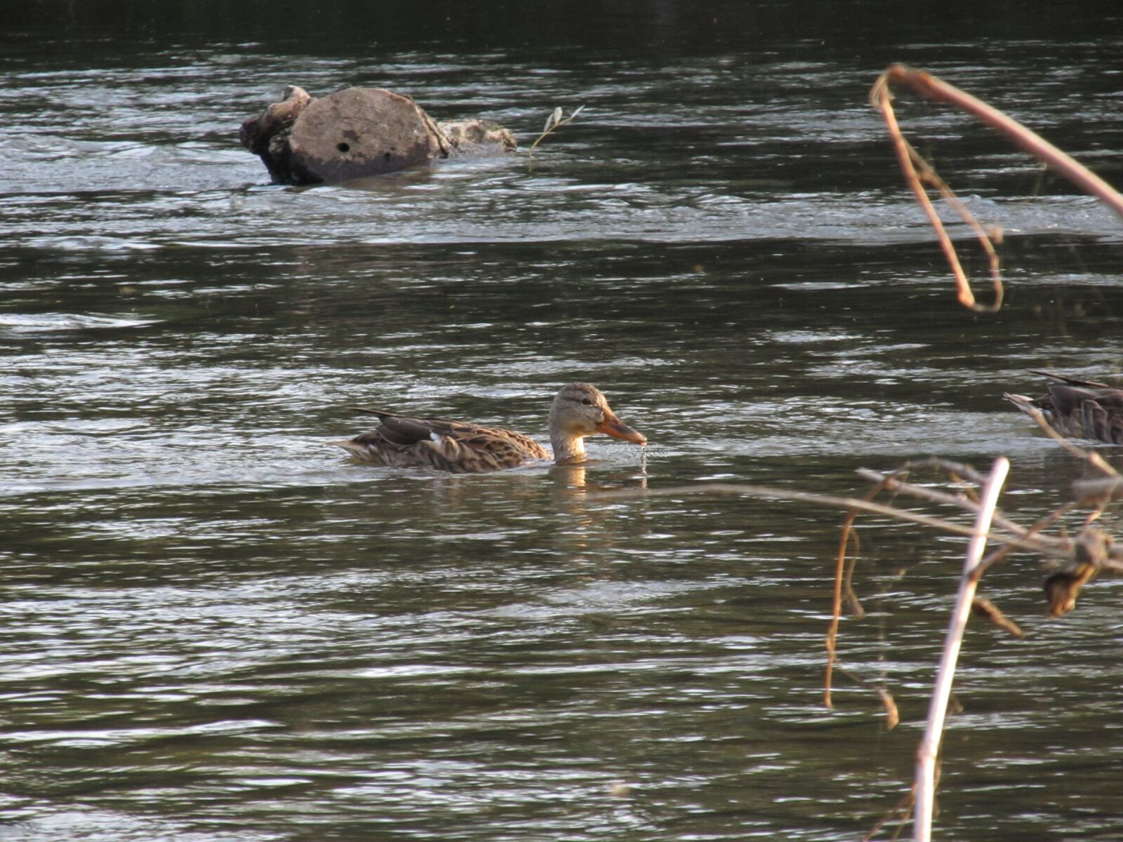 Canon PowerShot SX130 IS sample photo. Duck, river, animal photography