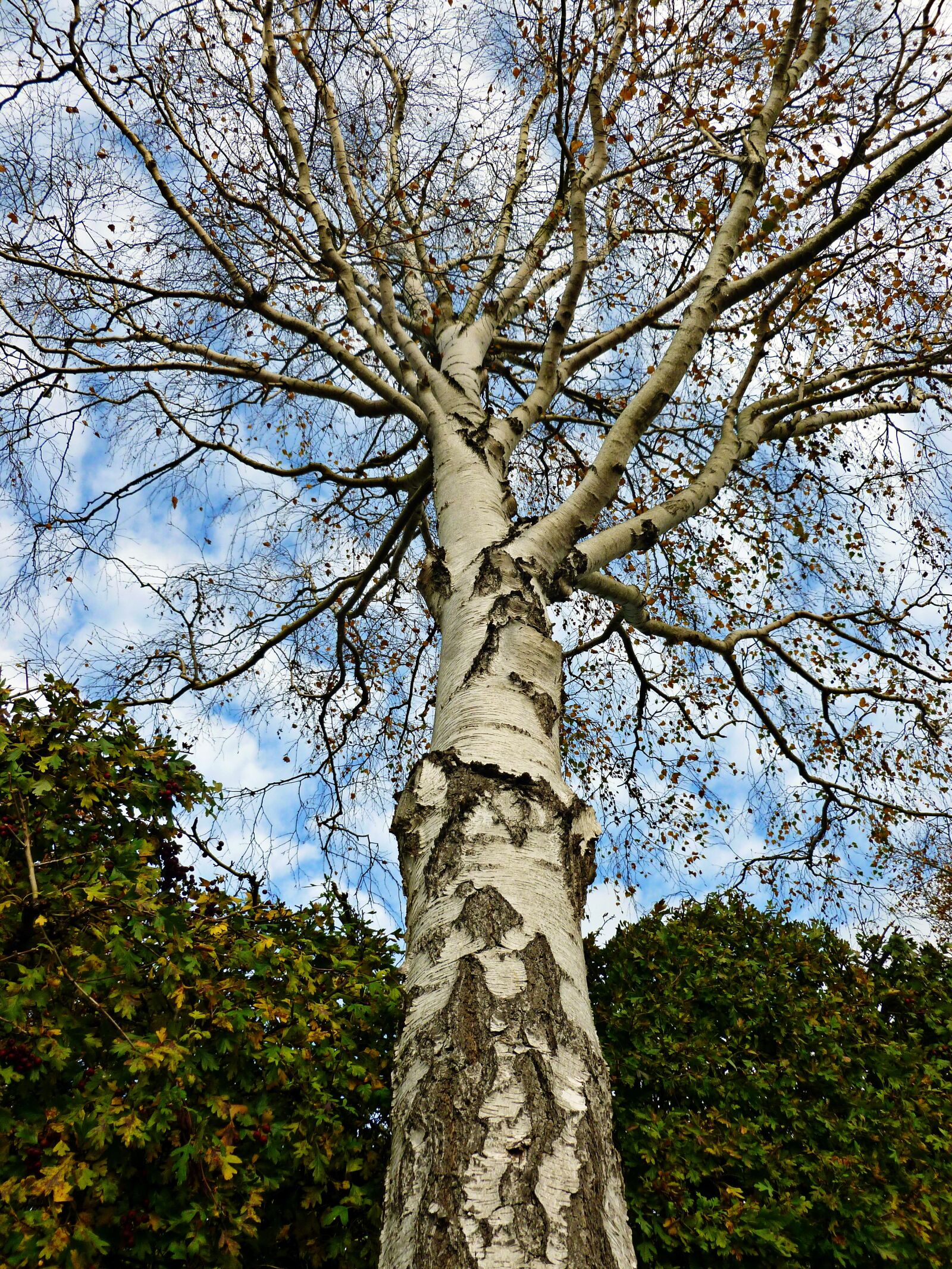 Panasonic DMC-FS37 sample photo. Birch, tree, deciduous tree photography