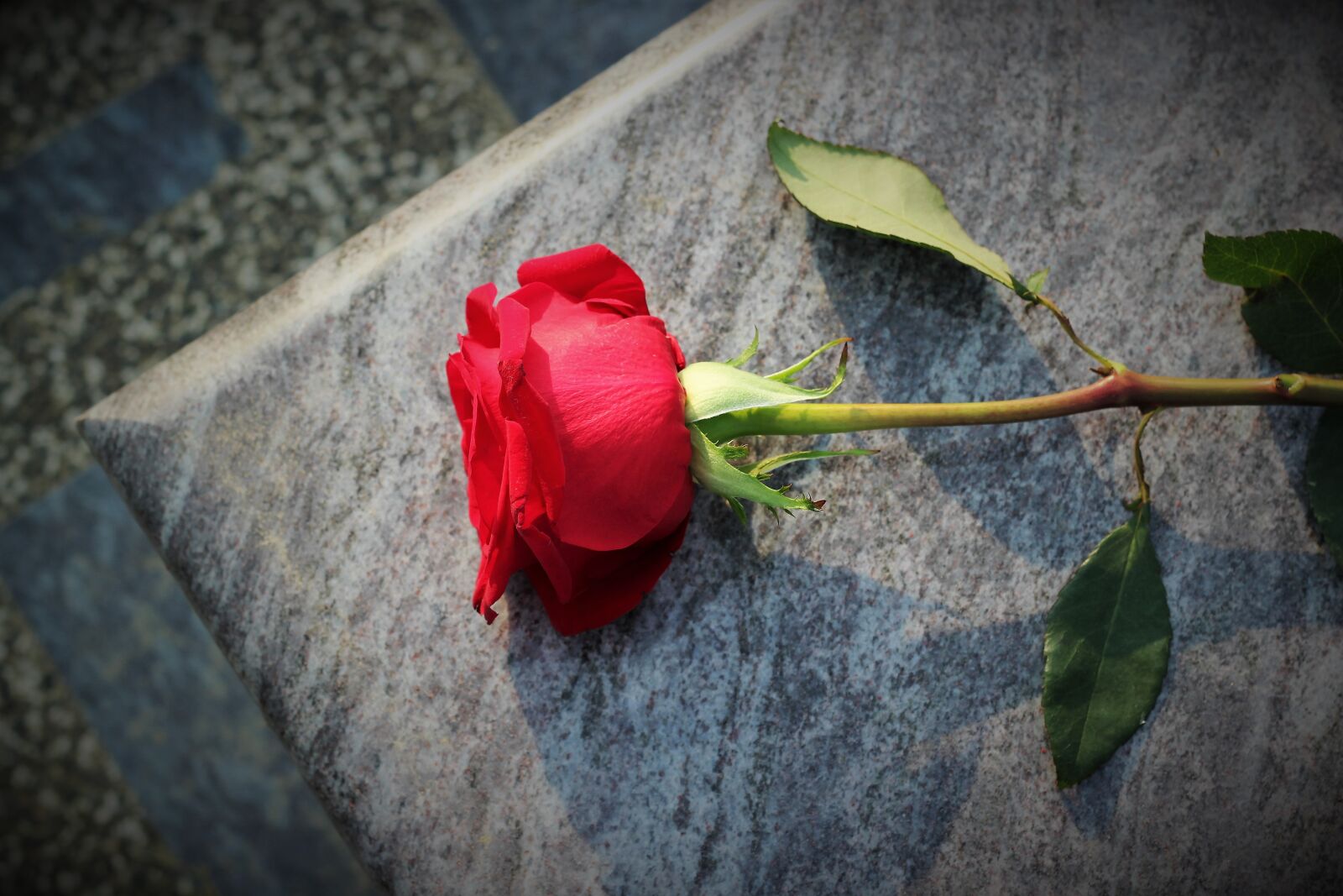 Canon EOS 550D (EOS Rebel T2i / EOS Kiss X4) sample photo. Red rose, love symbol photography