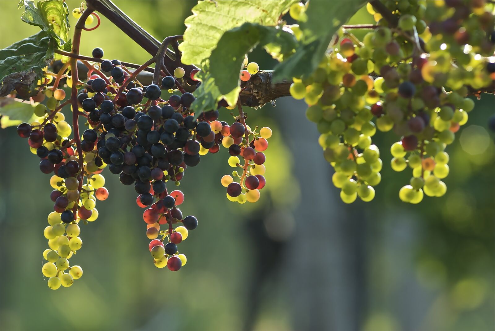 Nikon D200 sample photo. Grapes, young, wine photography
