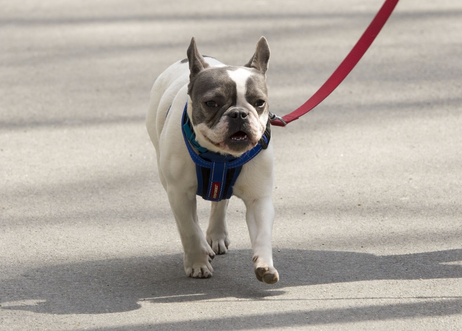 Nikon D7200 sample photo. Dog, lease, pet photography