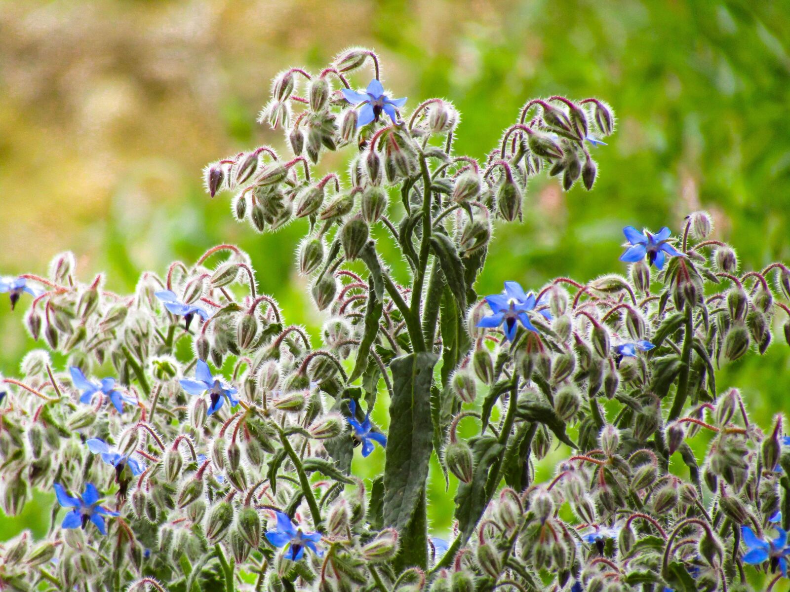 Canon PowerShot SX410 IS sample photo. Plant, nature, flower photography