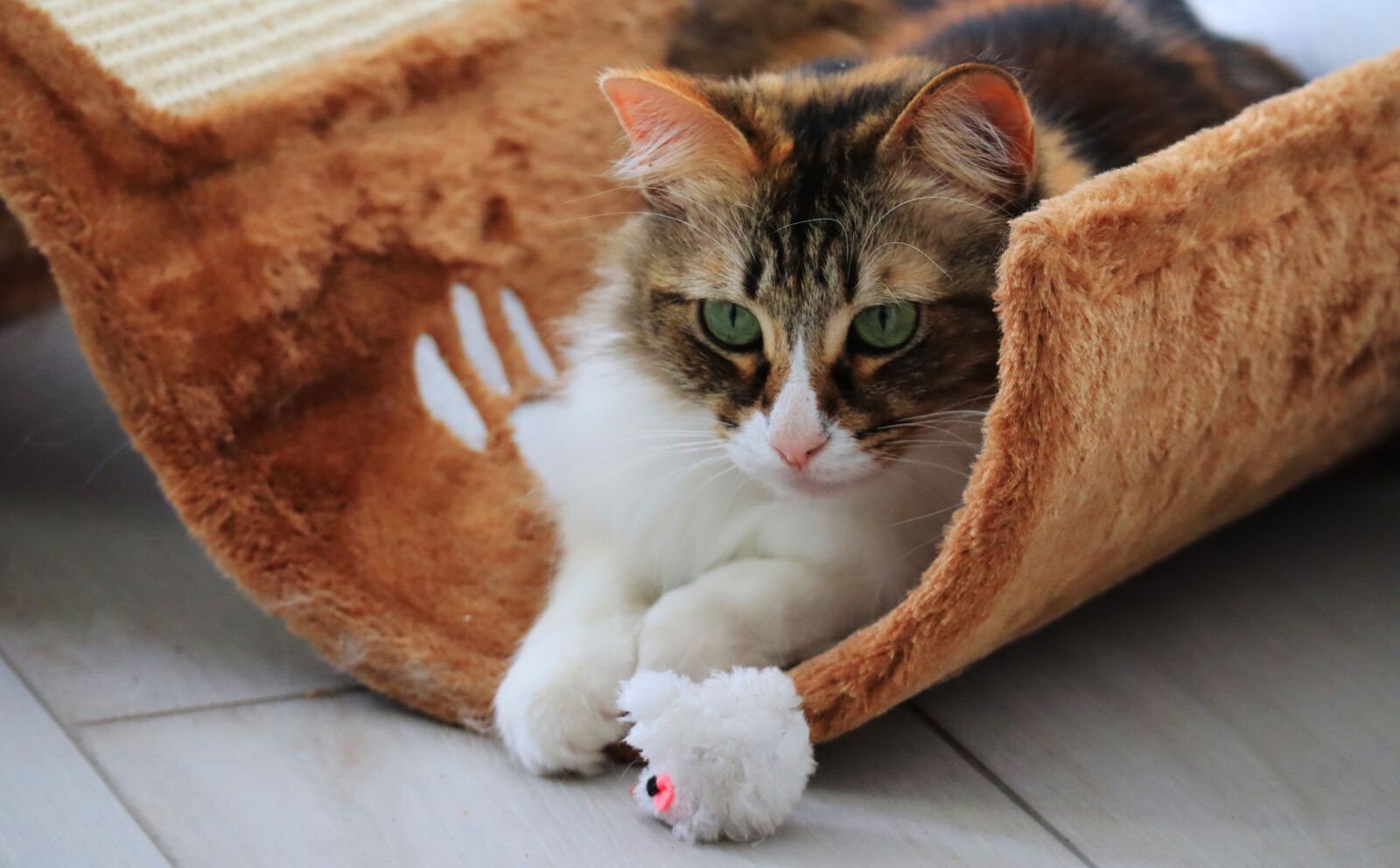 Canon EF-M 55-200mm F4.5-6.3 IS STM sample photo. Cat, mouse, play photography