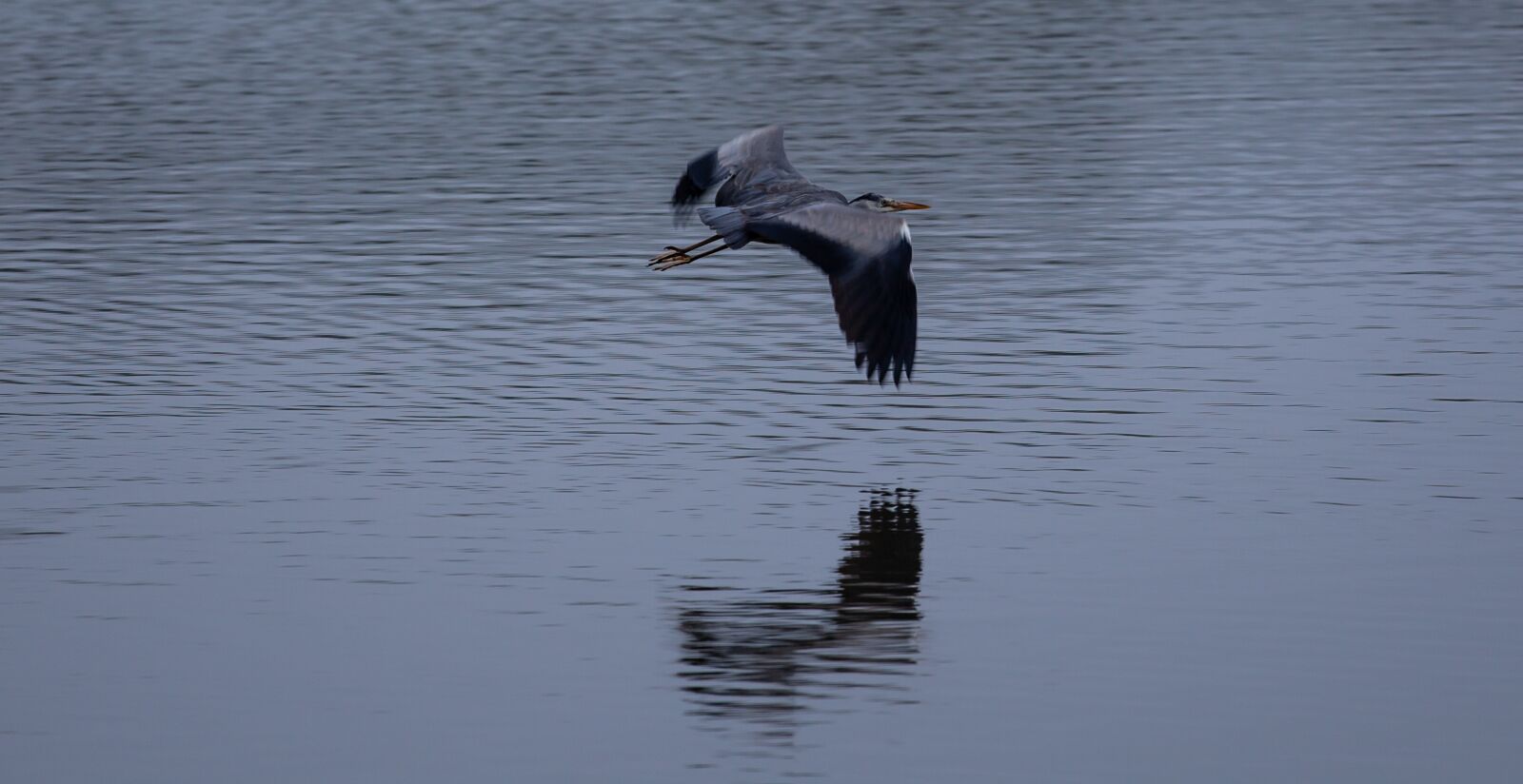 Canon EOS 5D Mark II sample photo. Heron flying, heron, water photography