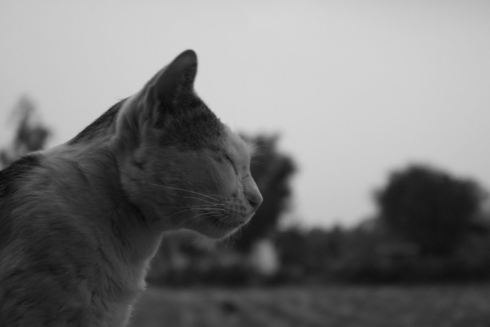 Canon EOS 750D (EOS Rebel T6i / EOS Kiss X8i) sample photo. Cat, animal, thailand photography