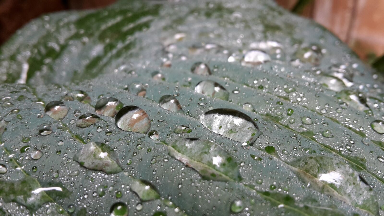 Samsung Galaxy S5 Mini sample photo. Hosta, plant, moisture photography