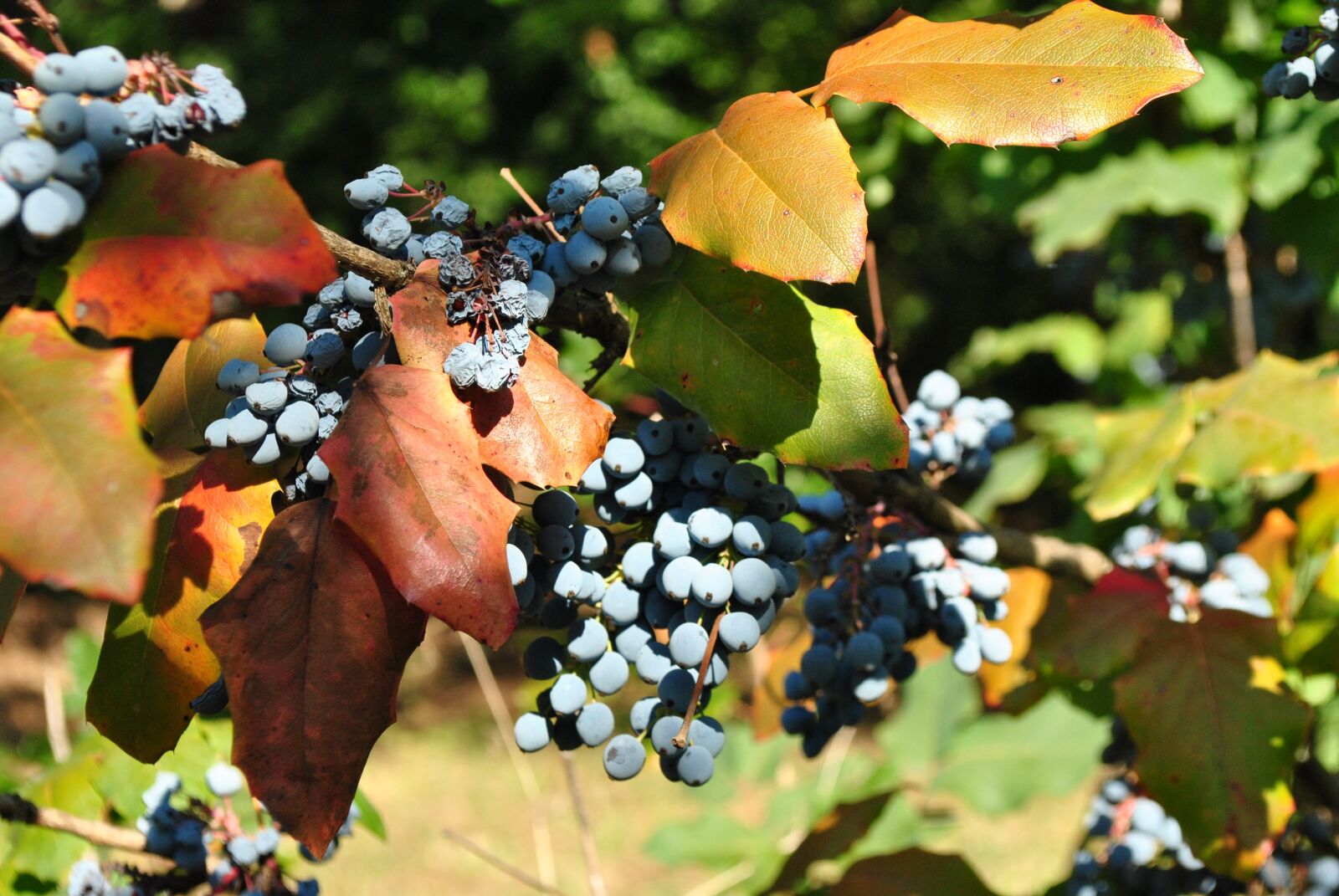 Nikon D3000 sample photo. Ny rv g, garden photography
