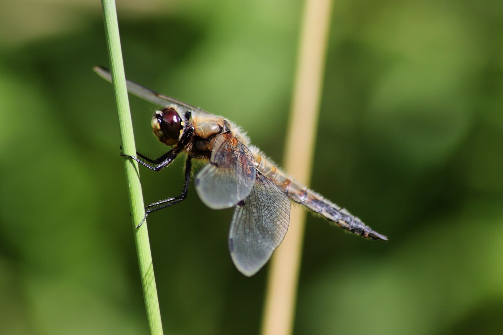 Canon EOS 77D (EOS 9000D / EOS 770D) sample photo. Dragonfly, four patch, four photography