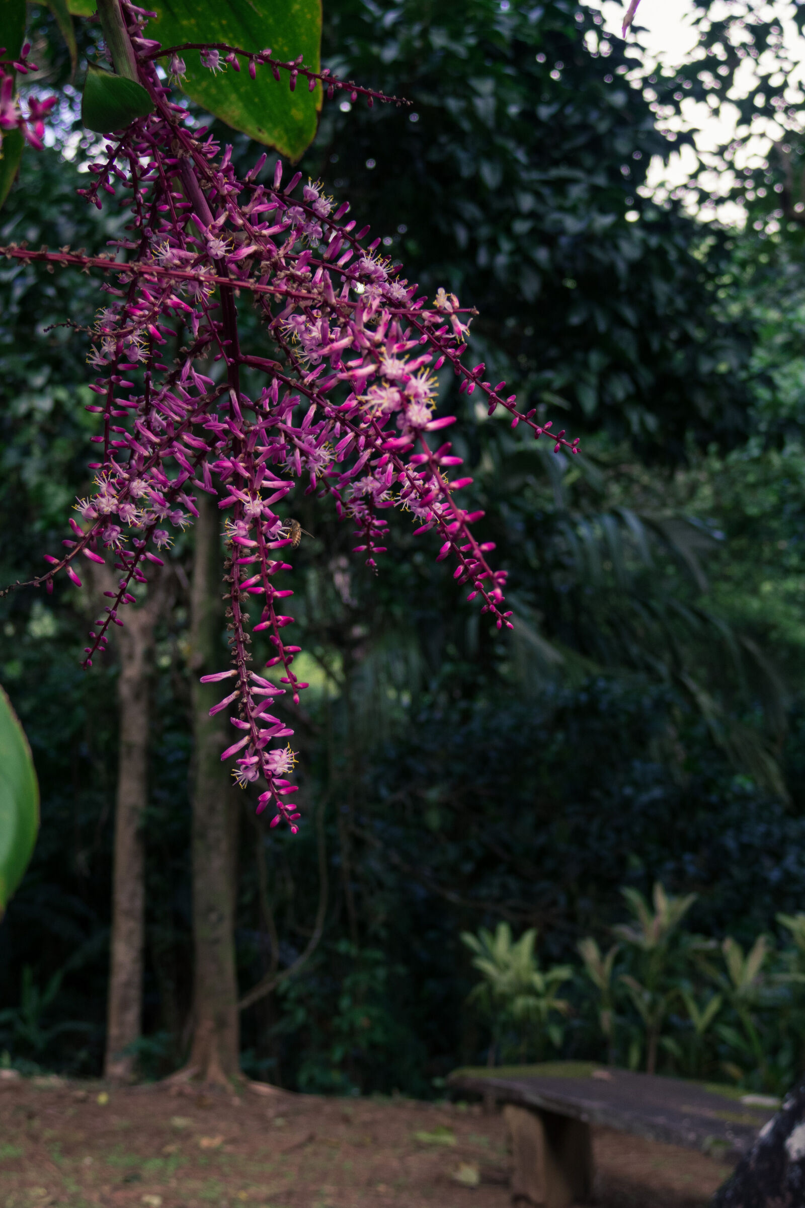 Canon PowerShot G3 X sample photo. Beautiful, bloom, blooming, botanical photography