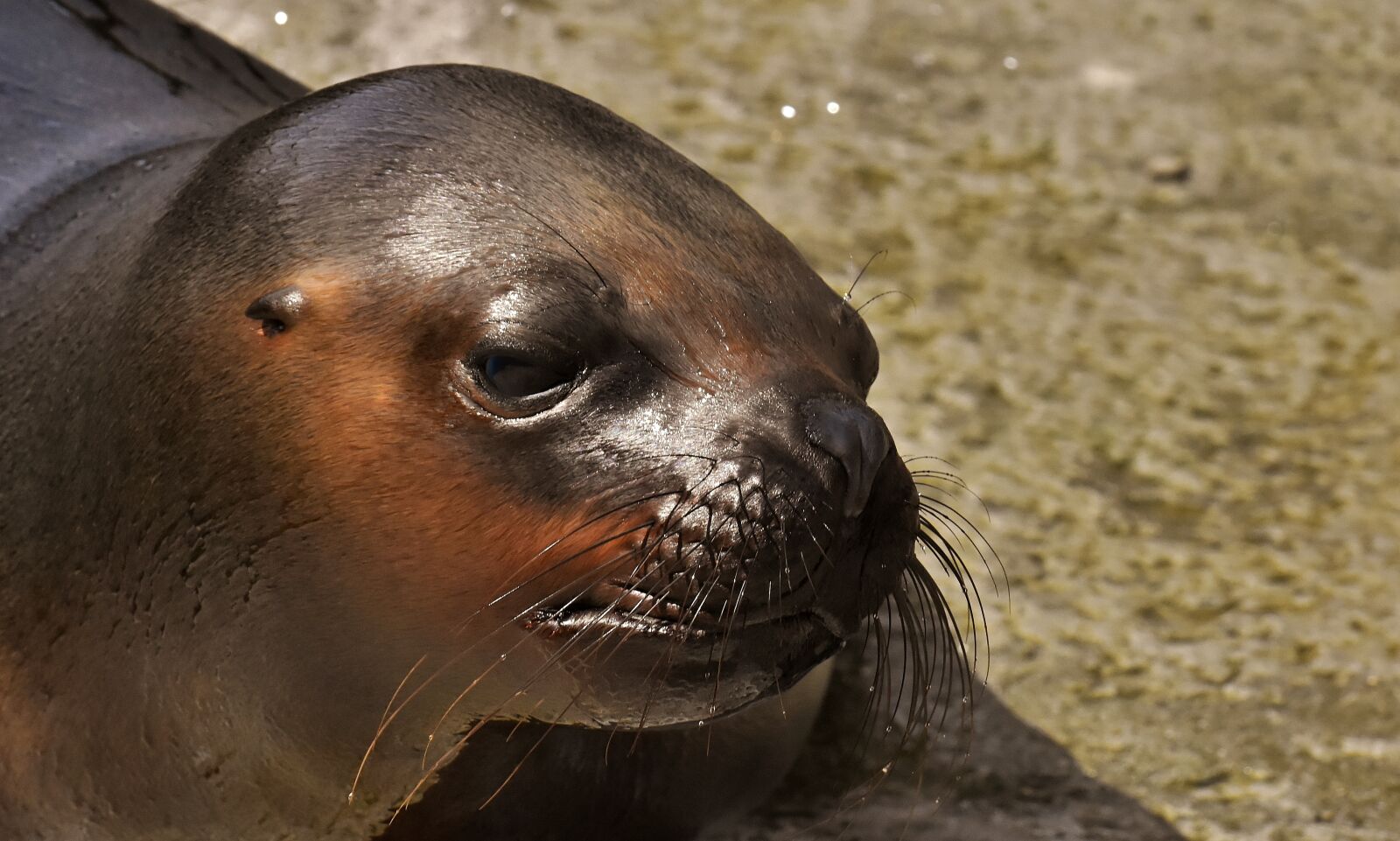 Nikon D7200 sample photo. Seal, sea lion, water photography