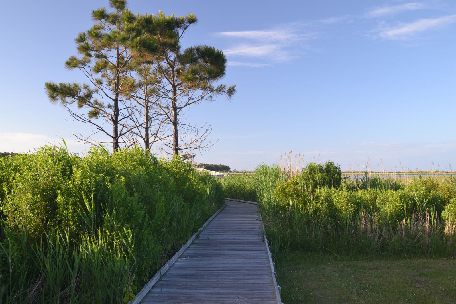 Nikon D3100 sample photo. Path, beach, nature photography