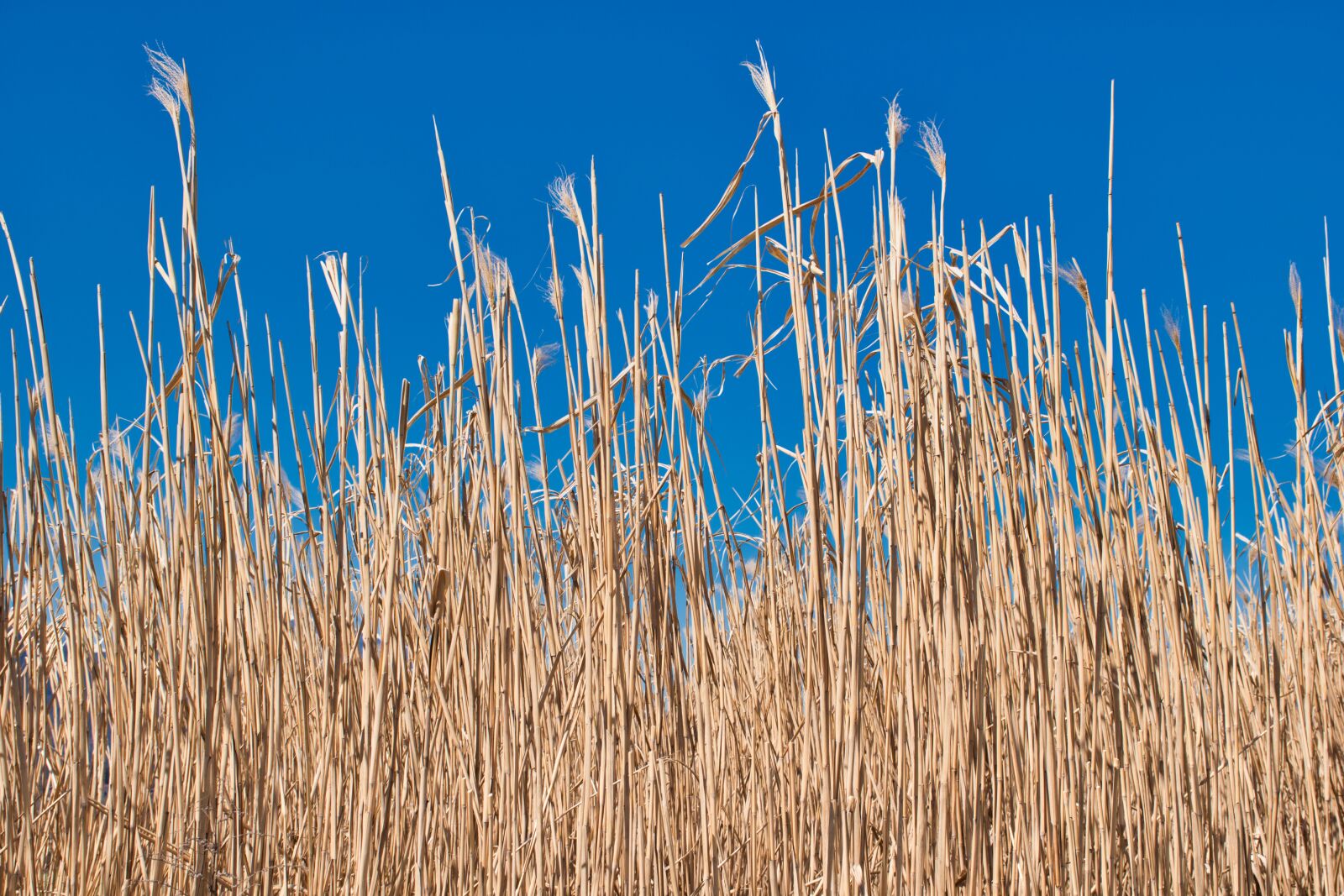 Nikon D5600 sample photo. Wheat, grain, field photography