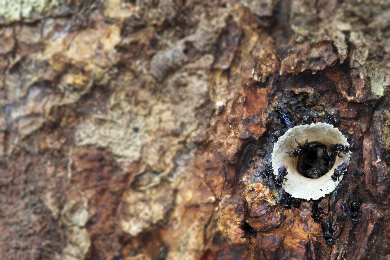 Canon EOS 600D (Rebel EOS T3i / EOS Kiss X5) sample photo. Ants, tree, tropical photography