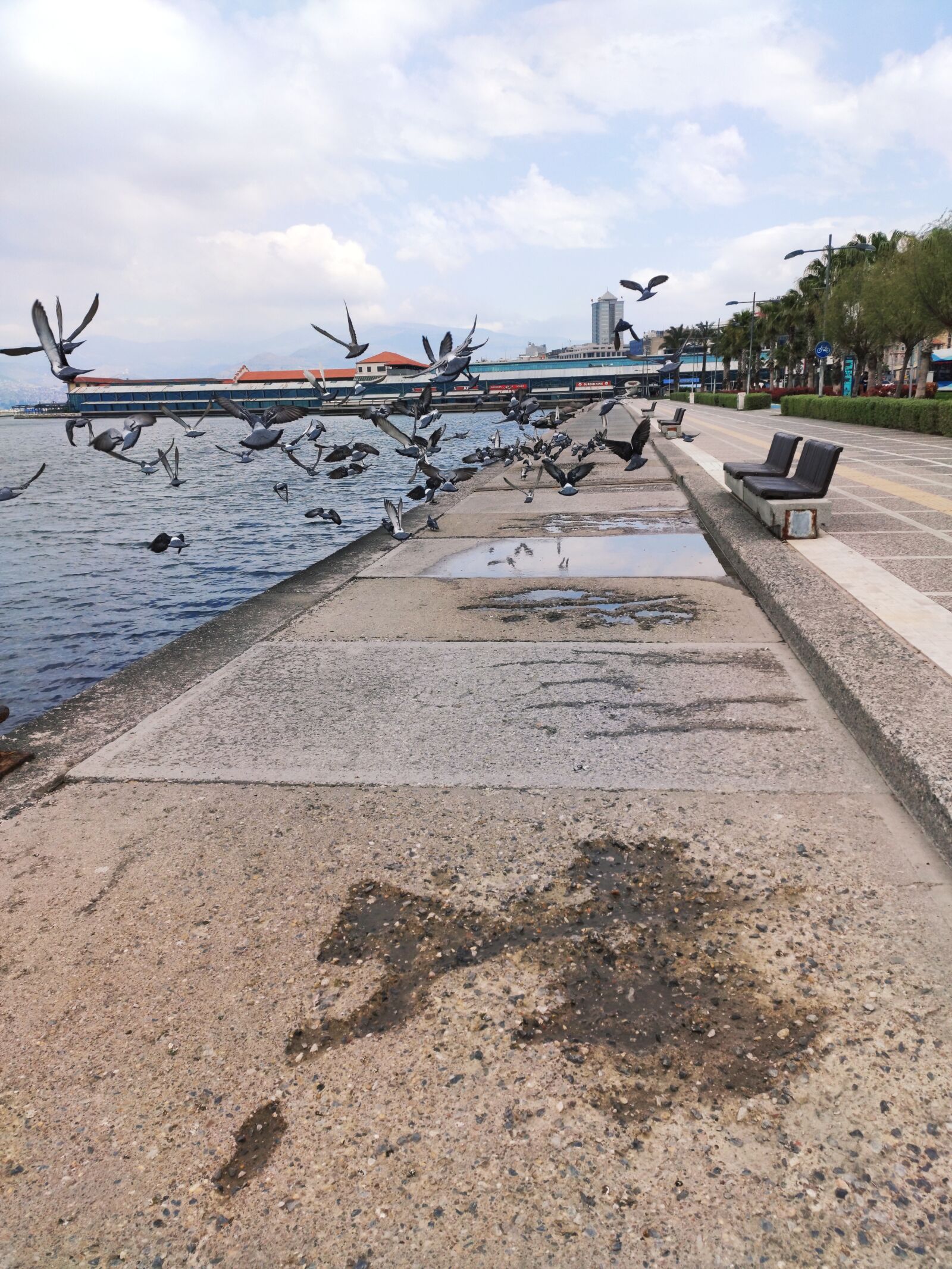 Xiaomi Mi 9T sample photo. Pigeon, marine, bank photography