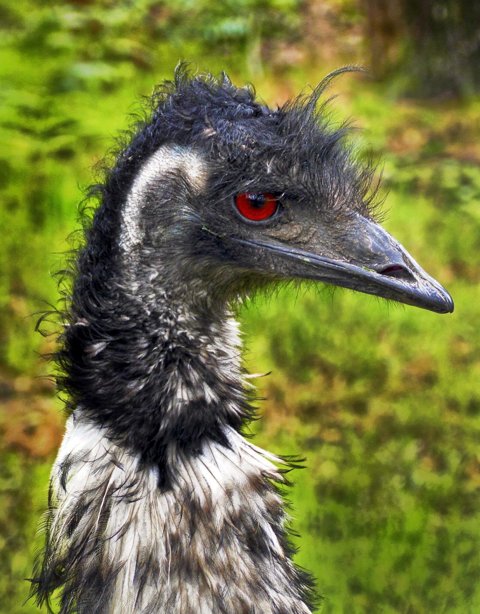 Panasonic Lumix DMC-FZ1000 sample photo. Rhea bird, flightless bird photography
