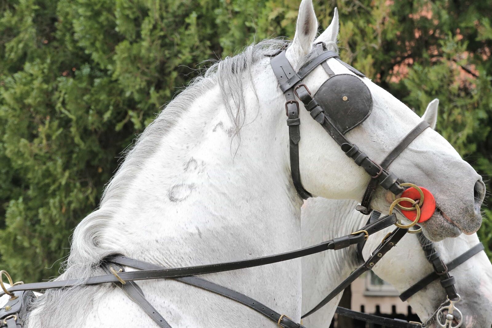 Canon EOS 7D sample photo. Collar, head, horse, portrait photography