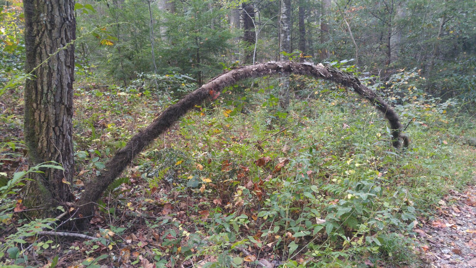 LG G4 sample photo. Hiking, trail, nature, photography photography