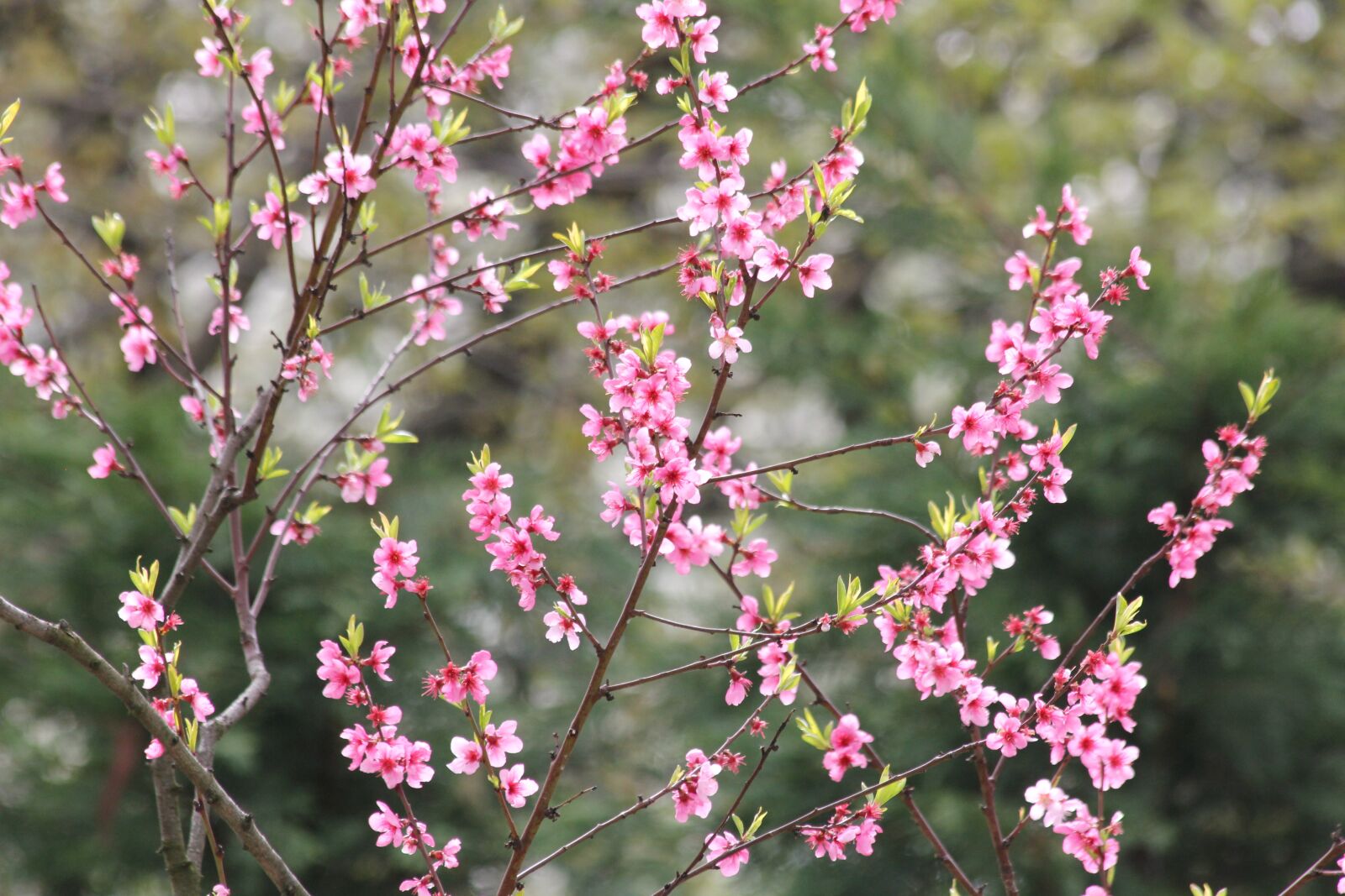 Canon EOS 550D (EOS Rebel T2i / EOS Kiss X4) sample photo. Flower, blooming, nature photography