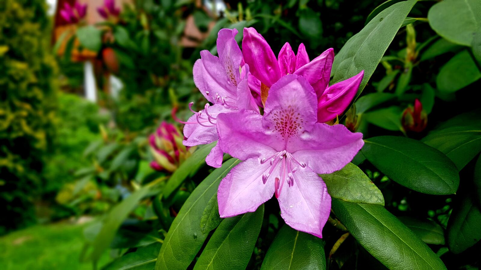 Samsung Galaxy S7 sample photo. Rhododendron flower, blossom, bloom photography