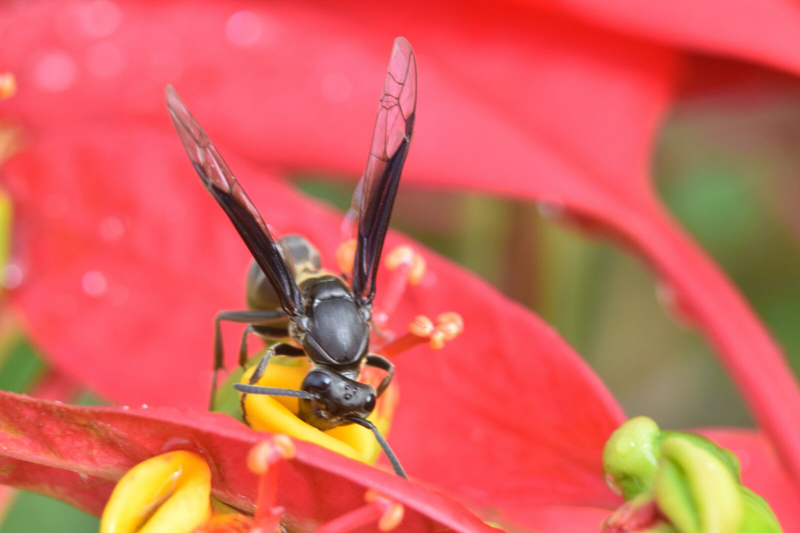 Nikon D5300 sample photo. Insect, hornet, flower photography