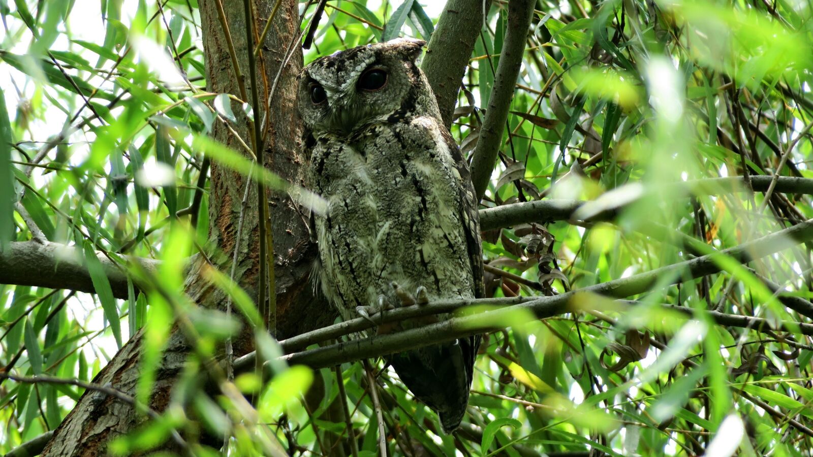 Canon PowerShot G3 X sample photo. Owl, bird, nocturnal photography