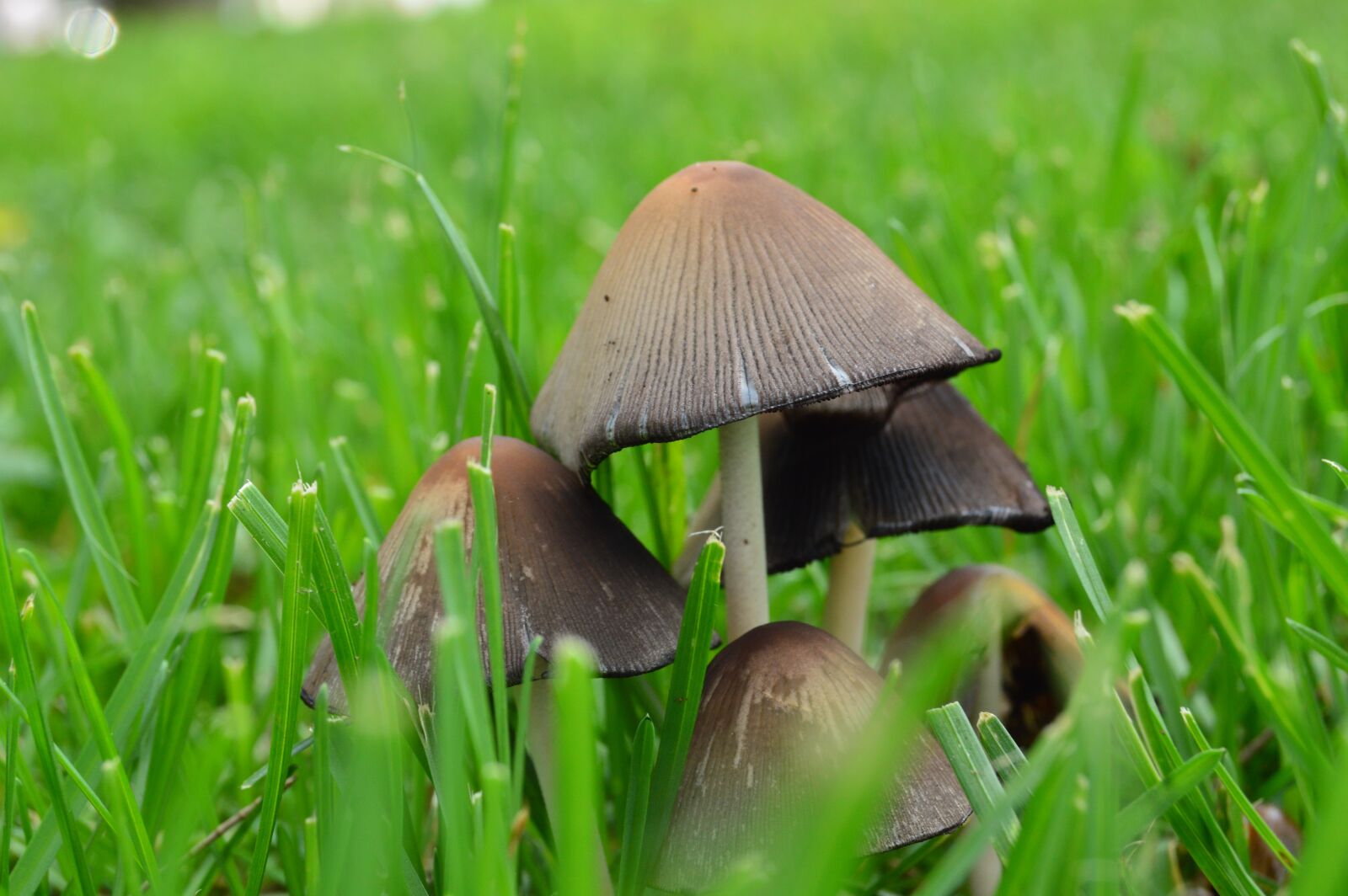 Nikon D3200 sample photo. Fungi, nature, forest photography