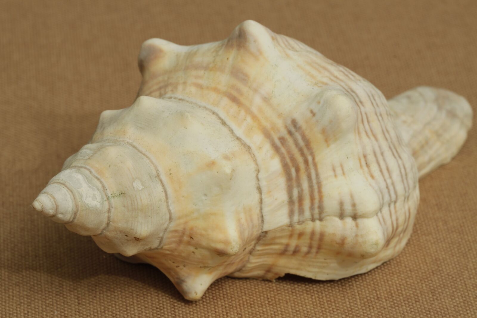 Canon EOS 50D sample photo. Shell, sea, ocean photography