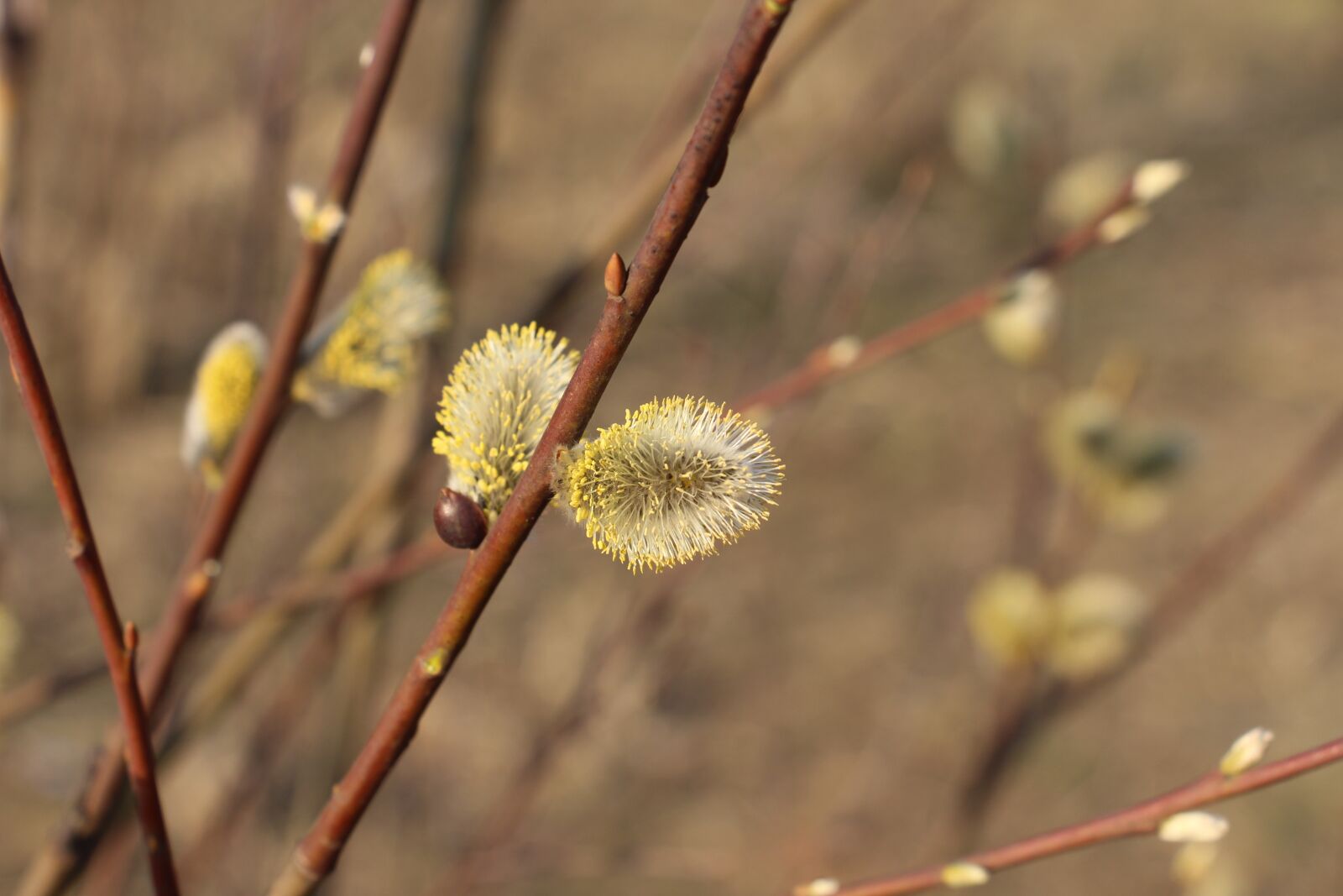 Canon EOS 700D (EOS Rebel T5i / EOS Kiss X7i) sample photo. Tree, plant, nature photography