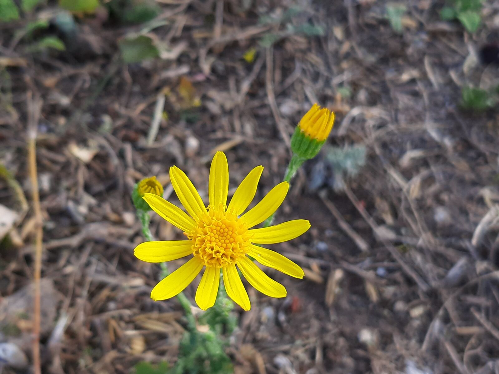 Samsung Galaxy A50 sample photo. Flower, yellow, summer photography