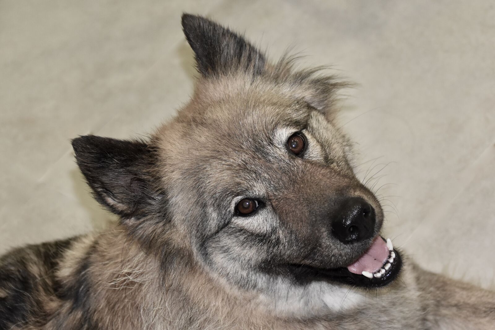 Nikon D5600 sample photo. Dog, dog eurasier, portrait photography