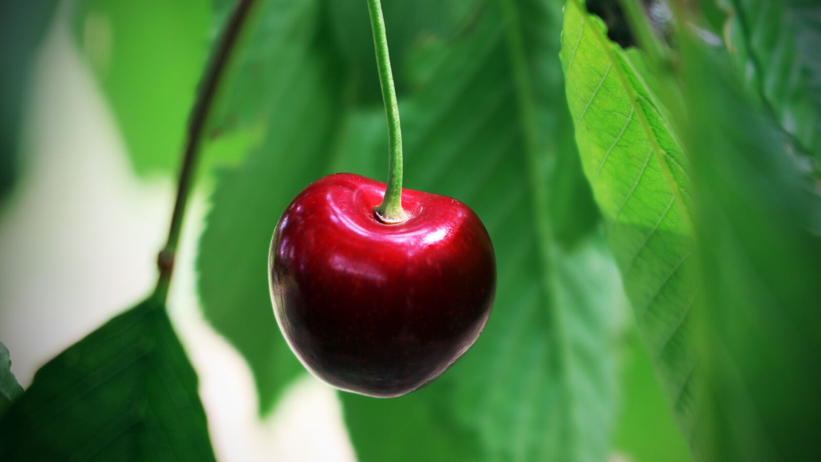 Canon EOS 100D (EOS Rebel SL1 / EOS Kiss X7) sample photo. Cherry, summer, fruit photography