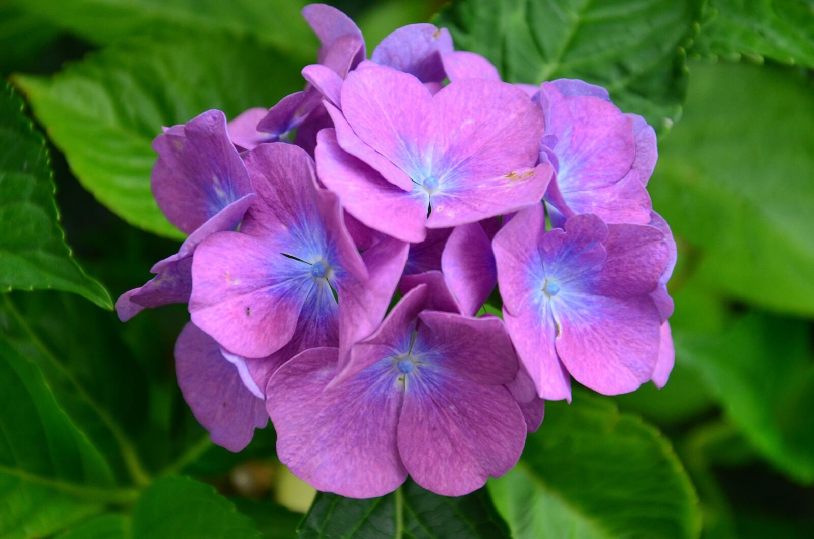 Nikon D5100 sample photo. Hydrangeas, flower, purple photography