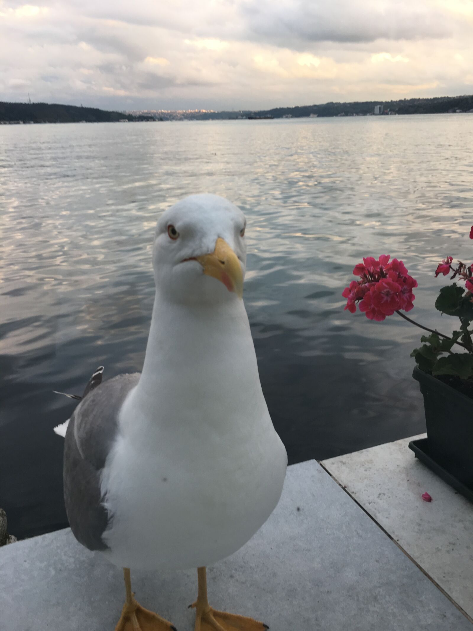 iPhone 6s back camera 4.15mm f/2.2 sample photo. Seagull, istanbul, bosphorus photography