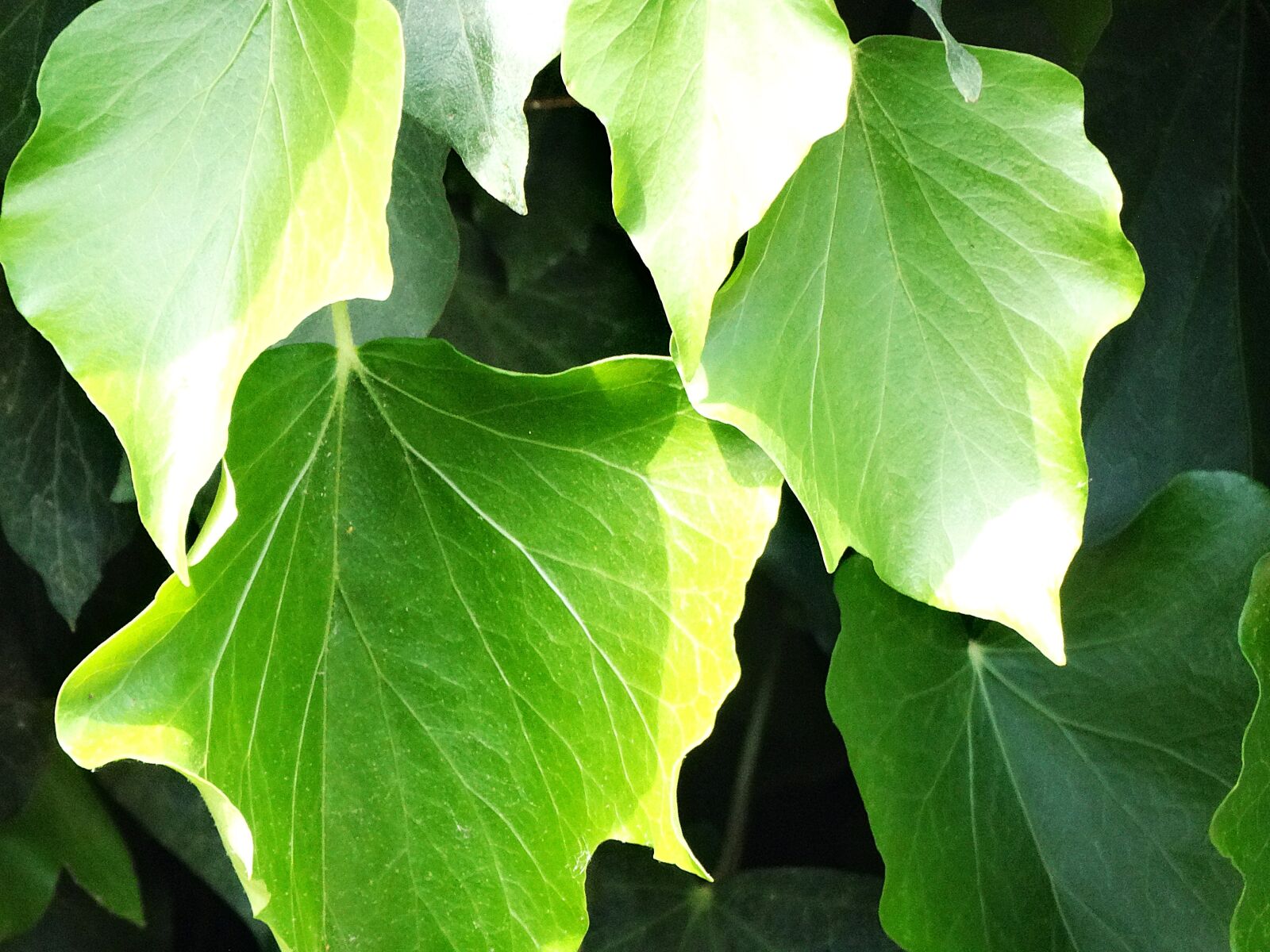 Sony Cyber-shot DSC-HX300 sample photo. Leaf, nature, green photography