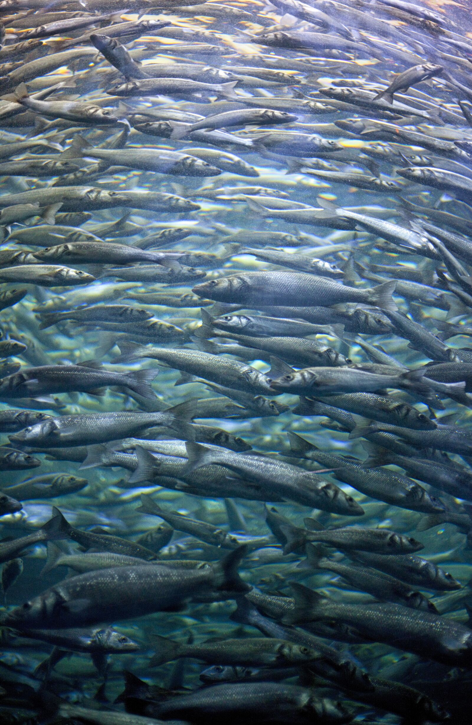 Canon EOS 5D Mark II sample photo. Fish, blue, navy blue photography